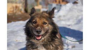 История спасения собаки, брошенной на привязи в лесу под Омском