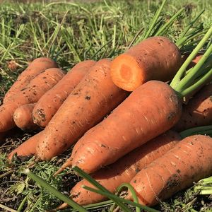 Урожайные, неприхотливые, лучшие — какие сорта моркови для Урала советуют огородники