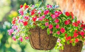 ТОП-8 красивых ампельных растения для вашего сада