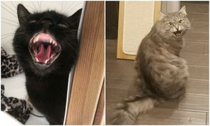 30 фото с котейками, при взгляде на которые слышен громкий «Мяу»