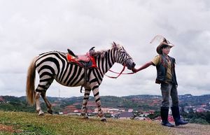 Если лошадь и зебра родственники, то почему люди не оседлали полосатую «скотинку» 