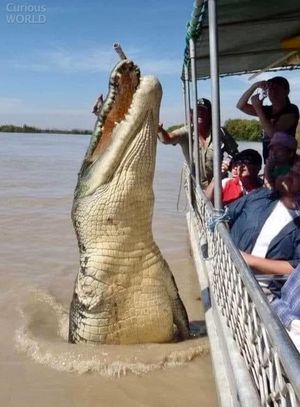 Местная достопримечательность реки Аделаида, Австралия — гигантский крокодил Брут