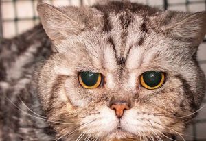 История кота Спиридона — неделя без еды и воды и он выжил