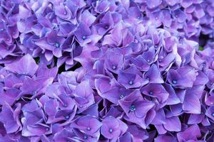 Фиолетовые цветы: названия, фото и описания