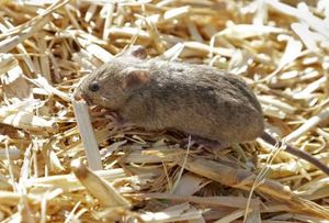 Видео для любителей пощекотать нервы: миллионы необузданных диких мышей