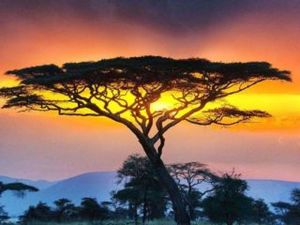 Интересные факты о Танзании — Интересные факты