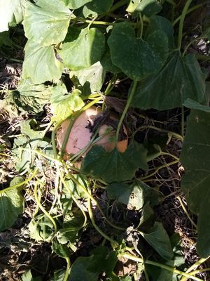 Как вырастить большой урожай тыквы