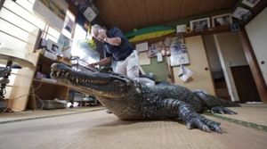 В семье из Японии уже 39 лет живет настоящий крокодил