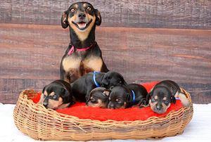 Гордые и счастливые: собачьи мамы со своими щенками