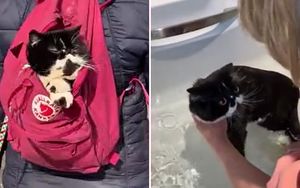 Британка завела странного кота: он любит купаться и гулять, сидя в рюкзаке