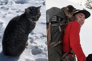 Кошка прибилась к альпинистам и преодолела высоту в 3 км, чтобы вернуться домой