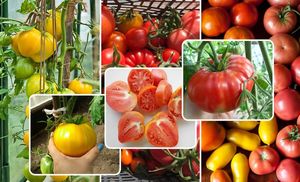 11 лучших сортов томатов для теплицы и открытого грунта