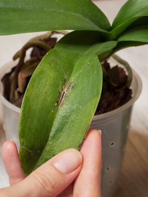 Как спасти умирающую орхидею всего за 5 шагов