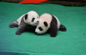 А Вы когда-нибудь видели как панда убаюкивает детёныша?