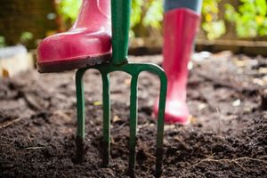 5 ошибок, которые совершают начинающие садоводы