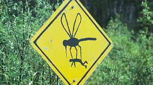 5 причин почему комары кусают одних, а других не беспокоят