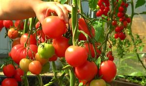 Отличная подкормка для богатого урожая томатов