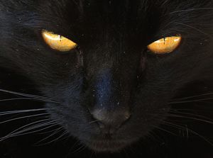 Жил-да был черный кот