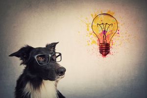 Самый умный собакен: какие породы заслуживают звания самых умных