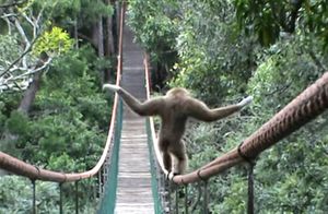 Как гиббон забавно проходит по мосту в заповеднике приматов