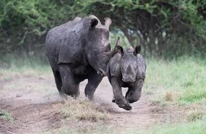 Носороги могут летать: благодаря своей смелости фотограф получил уникальные кадры