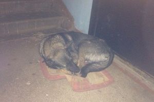 В Красноярске собака целый год живет под дверями квартиры, откуда ее выгнали после рождения ребенка