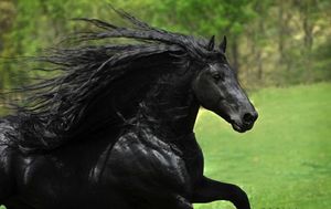 Фридрих — самый красивый конь в мире
