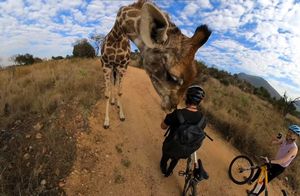 Видео: Огромный жираф остановил велосипедиста и принялся тщательно его обнюхивать
