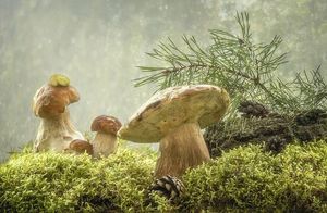 Видео: Необычная теория зарождения жизни на Земле — люди произошли от грибов