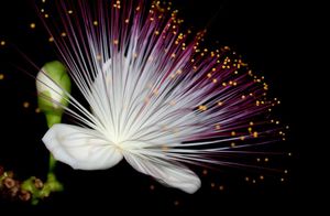 Видео: 10 удивительно красивых цветов, которые цветут по ночам