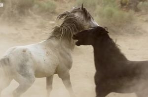 Видео: Брутальный мир диких мустангов — на что готовы кони ради воды