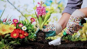 На заметку дачникам: 10 советов, помогающих упростить работу в саду