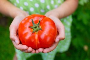 Секретный способ посадки и полива помидоров – урожай гарантирован