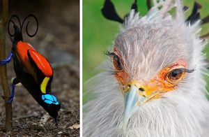 15 самых ярких и красивейших птиц, которых многие никогда не видели