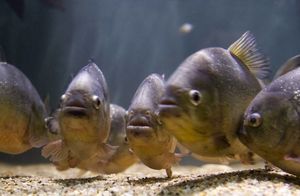 Зачем рыбки делают паузы между «словами», как люди