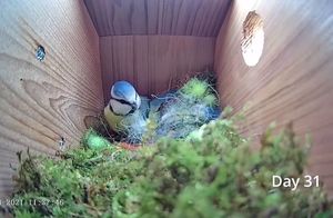 Увлекательный видеомонтаж: от пустого гнезда до первого яйца за 8 минут