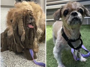 Люди нашли пса в огромных колтунах и изменили его жизнь