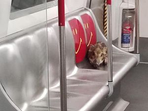 Наглое дикое порося прокатилось «зайцем» на метро в Гонконге