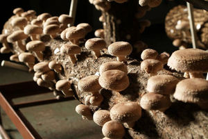 Выращивание грибов шиитаке в домашних условиях: пошаговая методика