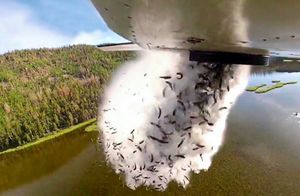 Видео: Зачем сбрасывают рыбу с самолетов в озера и другие интереснейшие факты