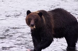 Видео: Блогеры идут по следам самого большого сухопутного хищника — медведя гризли