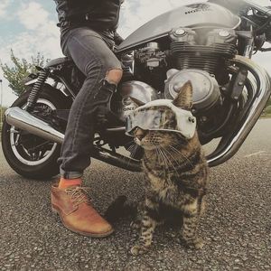 Кошка-путешественница Катод, чьим приключениям завидуют многие люди