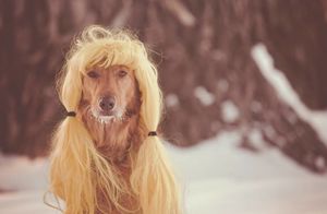 11 фото о том, как парик может изменить собаку