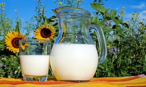 Фермерский способ отличать натуральное молоко от пальмового: смотрим на цвет