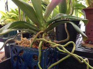 Правила обработки корней орхидеи