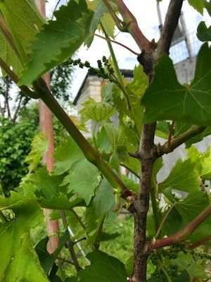 Садовые лайфхаки: подвязываем виноград к шпалере