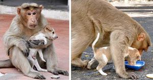 Обезьяна «усыновила» брошенного щенка и ухаживает за ним как настоящая мама