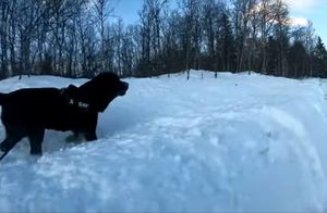 Видео: Собака спасла своего провалившегося под лед хозяина