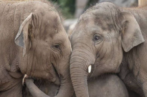 6 удивительных фактов о слонах и слонятах