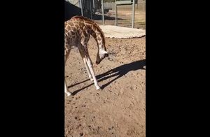Люди сняли на видео детеныша жирафа, который впервые увидел свою тень